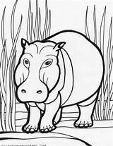 Hippo Hippopotamus Hippopotame Nilpferd Ausmalbilder Colouring Colorat Planse Colorier Coloriages sketch template