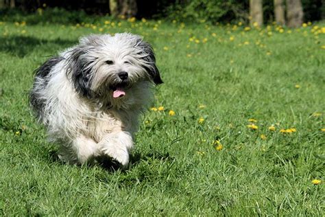 polish lowland sheepdog dog breed information