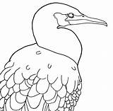 Etsy Cormorant Pages Colouring Coloring Bird sketch template