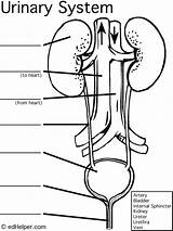 Urinary Excretory Urinario Renal Kidney Teaching Physiology Labeling Humano Intermedia Nephron Urology Excretor Zpr sketch template