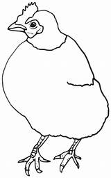 Hen Openclipart Chook 下载 sketch template
