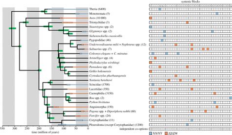 Sex Chromosome Evolution Among Amniotes Is The Origin Of Sex