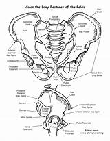 Coloring Pelvis System Features Skeletal Pages Human Anatomy Circulatory Bony Bones Sheet Skeleton Cardiovascular Boney Drawing Printable Color Da Book sketch template