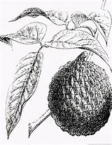 Lychee Coloring Pages 123coloringpages Fruit sketch template