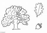 Oak Coloring Tree Pages Getcolorings Printable Color sketch template