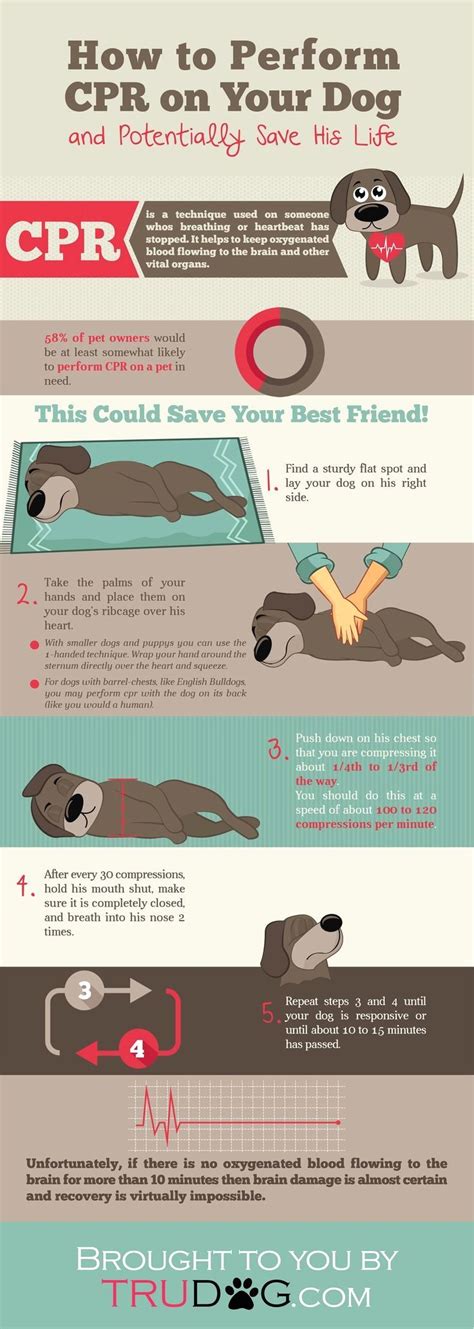 infographic data visualization   dog infographic dog care tips
