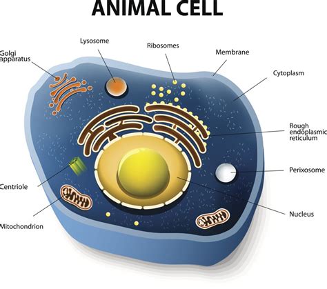 comparison  plant cell  animal cell biology wise