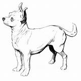 Chihuahua Coloring Pages Drawing Draw Chiwawa Dogs Tattoo Choose Board Line sketch template