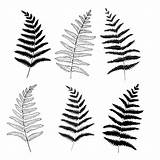Fern Branches Textile Nelsonbro sketch template