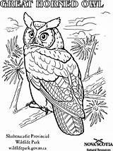 Coloring Pages Owl Animal Visit sketch template