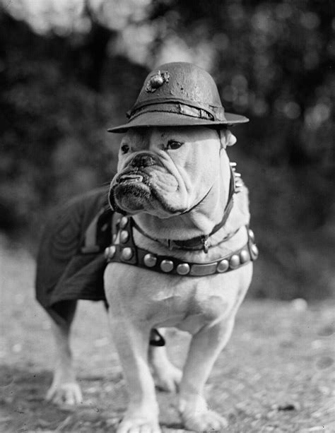 sgt jiggs  marine corps bulldog vintage photograph etsy