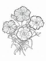 Carnation Coloring Flower Pages Getcolorings Color sketch template