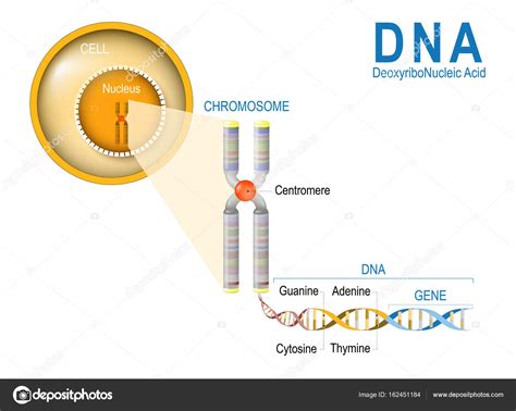 Cell Chromosome Dna And Gene — Stock Vector © Edesignua 162451184