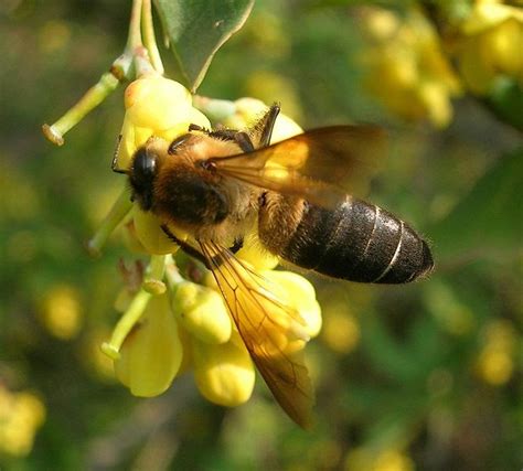 Insects Galore Himalayan Honey Bee Apis Dorsata Laboriosa