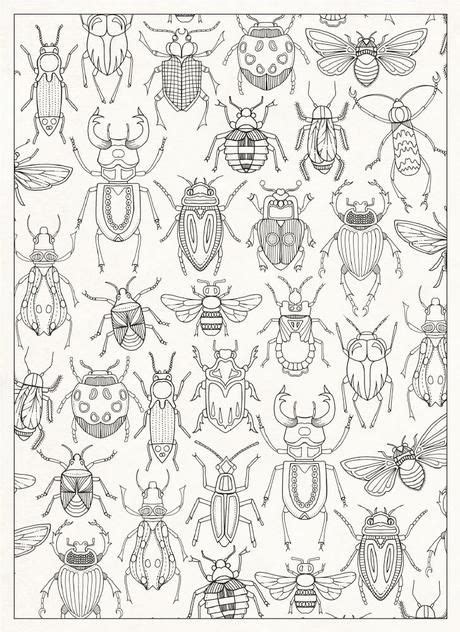 colouring books  adults bug coloring pages coloring books bug art
