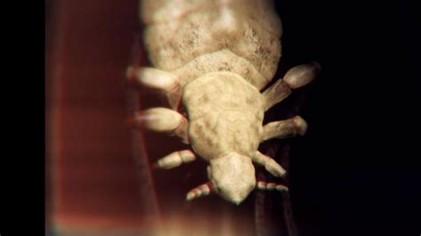 Bbc Earth The Deep Diving Insect That Conquered The Sea