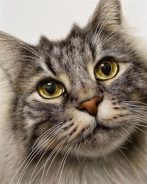 artist draws incredibly realistic cat faces youll   reach