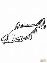 Fish Carp Coloring Pages Color Supercoloring sketch template