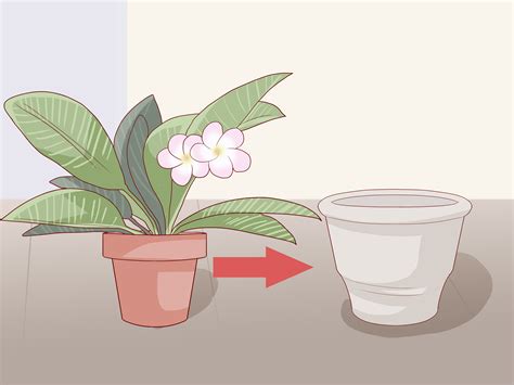 grow  plumeria  pictures wikihow