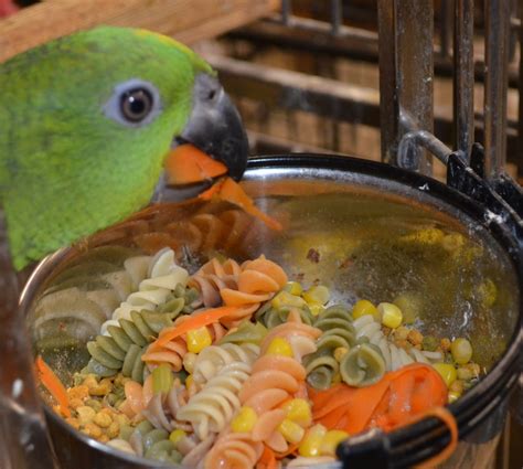 bird  parrot diet