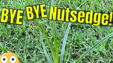 [how To Kill Nutsedge] In Bermuda Grass Lawn Youtube