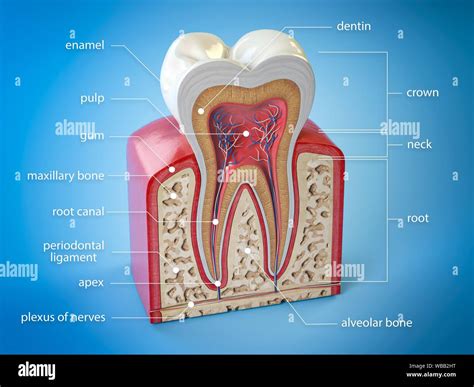 dental tooth anatomy cross section  human tooth  infographics