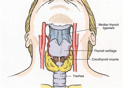 illustration  throat anatomy greeting card  sale  science source