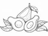 Aguacate Avocado Colorear Fruta Aguacates sketch template
