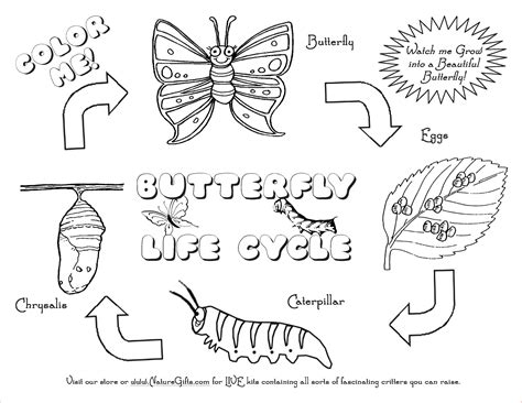 butterfly cycle coloring pages printable includes images  baby riset