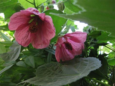 abutilon pink parasol plant aesthetic adenium trees  shrubs