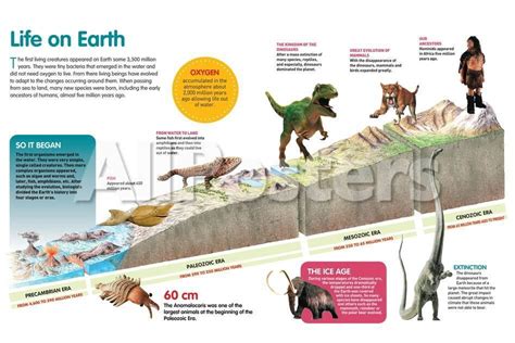 Evolution Of Life On Earth Pictures The Earth Images Revimage Org