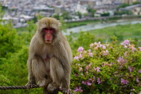 monkey park iwatayama kyoto
