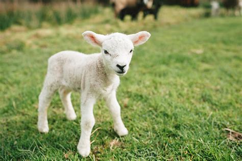 cute baby lamb standing   field  suzi marshall stocksy united