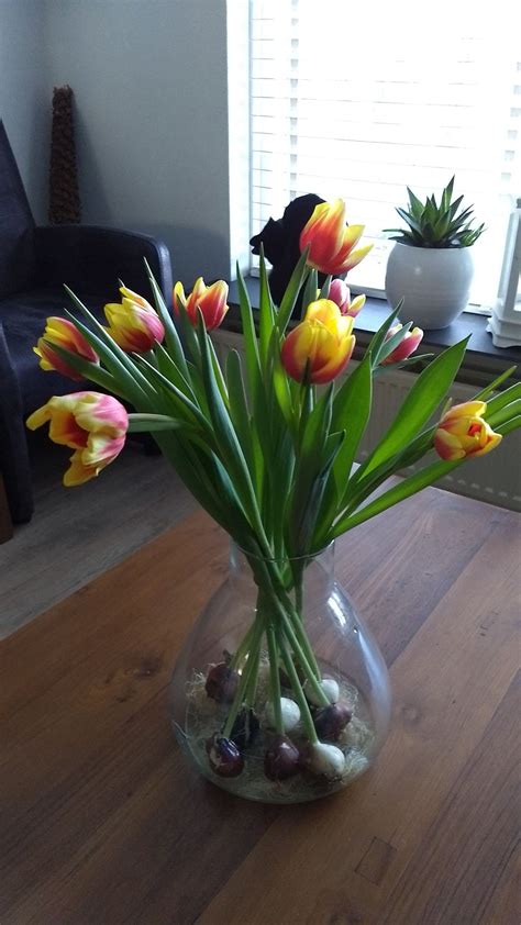 tulp met bol  vaas wk jan  glass vase plants home decor tulips decoration home room