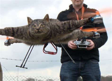 started   dead cat drone   taxidermy drone company
