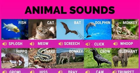animal sounds  fun animal sounds  english visual dictionary