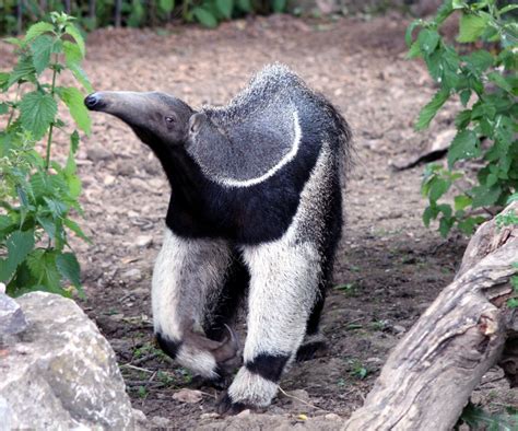 images animal wildlife wild zoo biology mammal predator fauna penguin australian