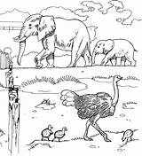 Coloring Savanna Pages Animals African Popular Printable sketch template