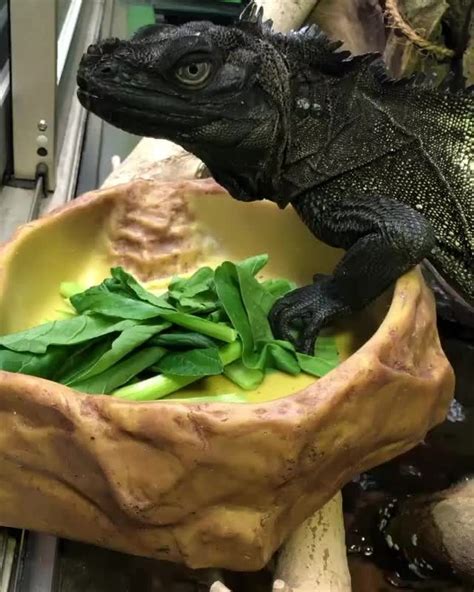 reptiles lovers  instagram stunning dragon eating  vegs