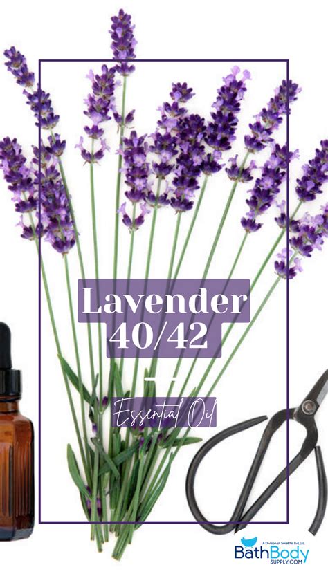 lavender  essential oil   camphor essential oil essential