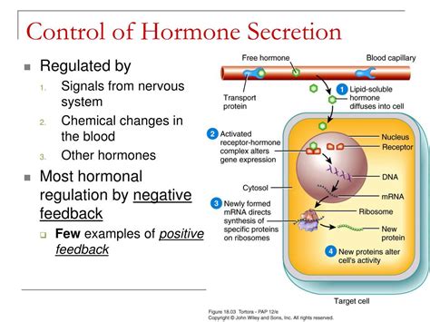 chapter   endocrine system powerpoint  id