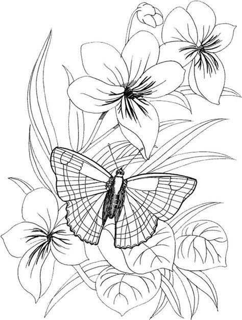 butterfly coloring pages  butterfly coloring page printable flower