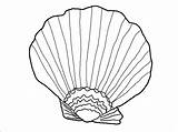 Seashell Coloringbay sketch template