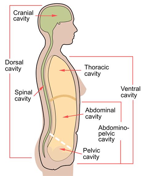 abdominal cavity wikipedia