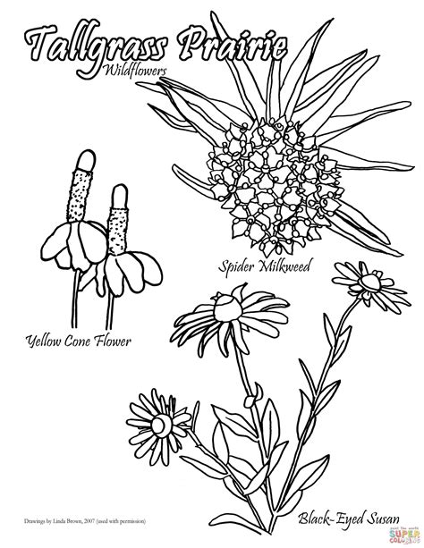 tallgrass prairie wildflowers coloring page  printable coloring pages