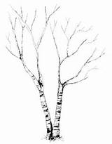 Tree Birch Coloring Pages Getcolorings Printable Color sketch template