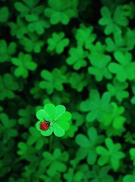 ideas  flowers design art awesome clover leaf green aesthetic