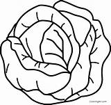 Cabbage Coloring sketch template