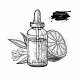 Perfume Drawing Essential Oil Fruit Bottle Bottles Getdrawings Lemon sketch template