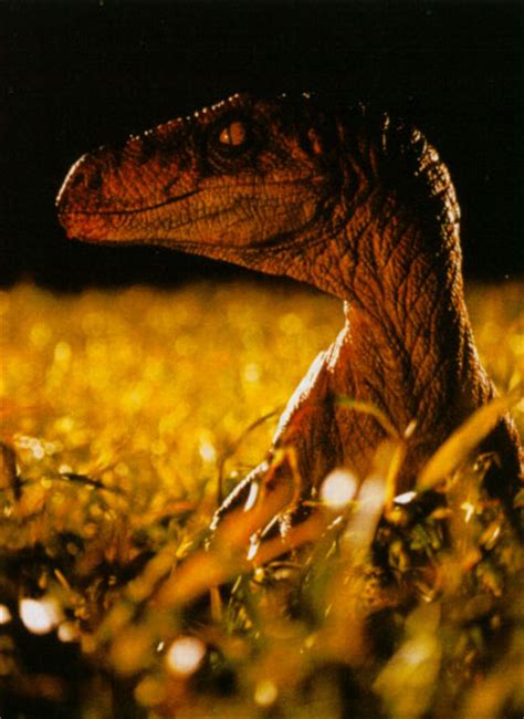 Velociraptor Movie Canon Jurassic Park Wiki Fandom